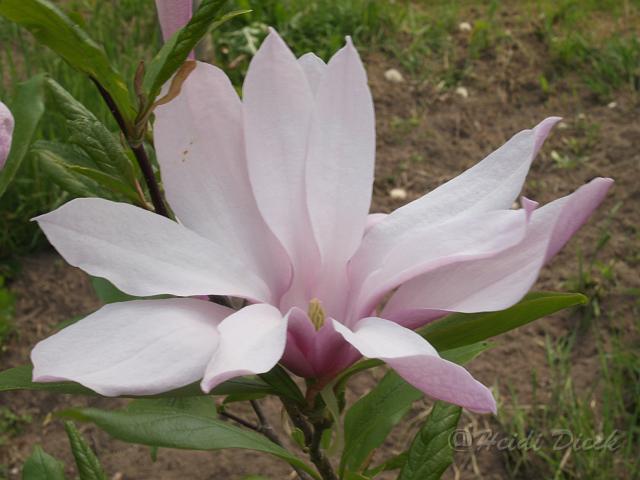 Magnolia Susann.JPG